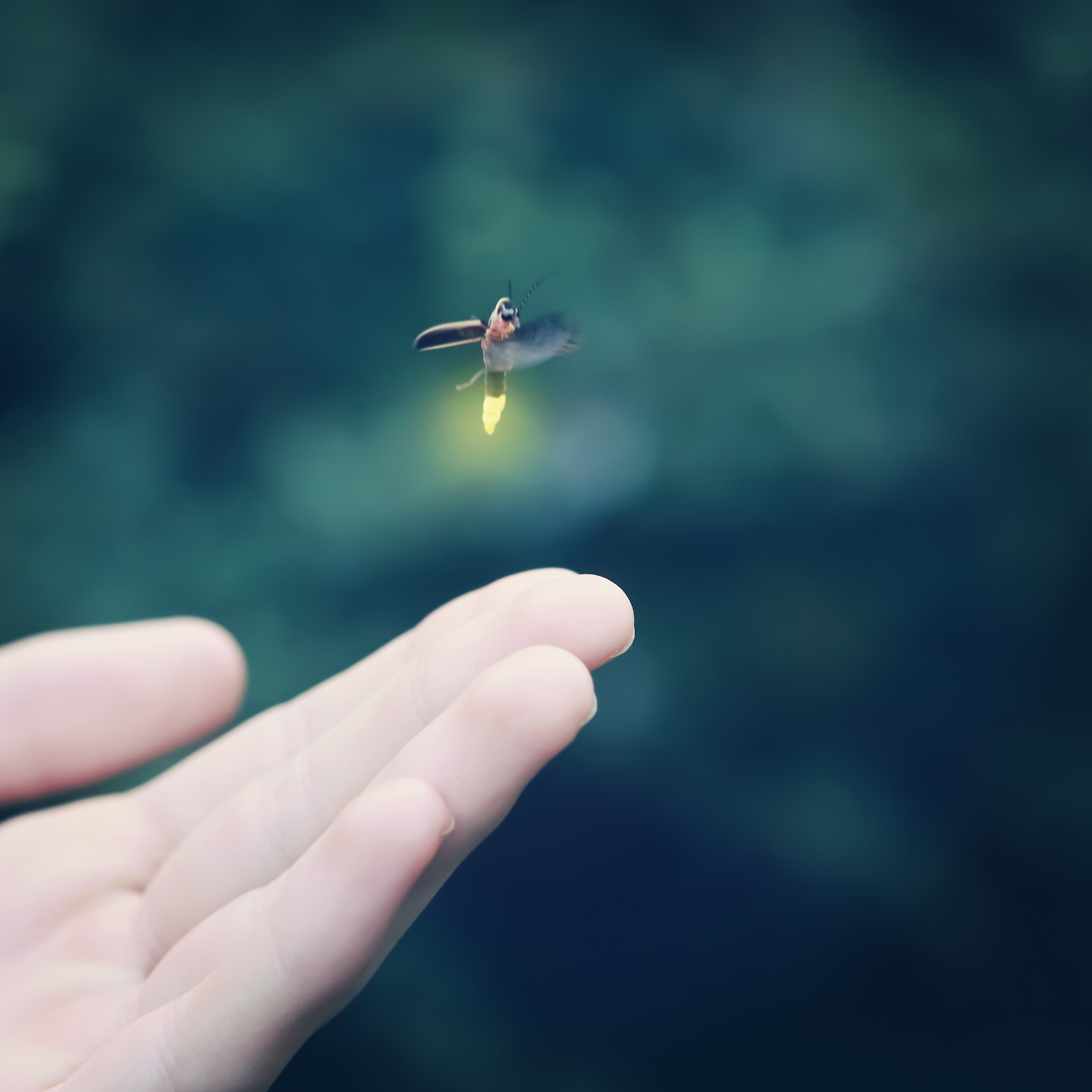 A child's hand reaches up to under a flying flirefly